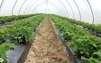 Le Potager des Hasquettes à Ways