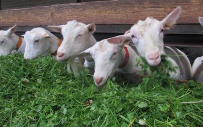 Ferme de la Baillerie scrl à Bousval