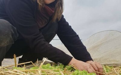 Le Navet Qui Ry à Villers-La-Ville