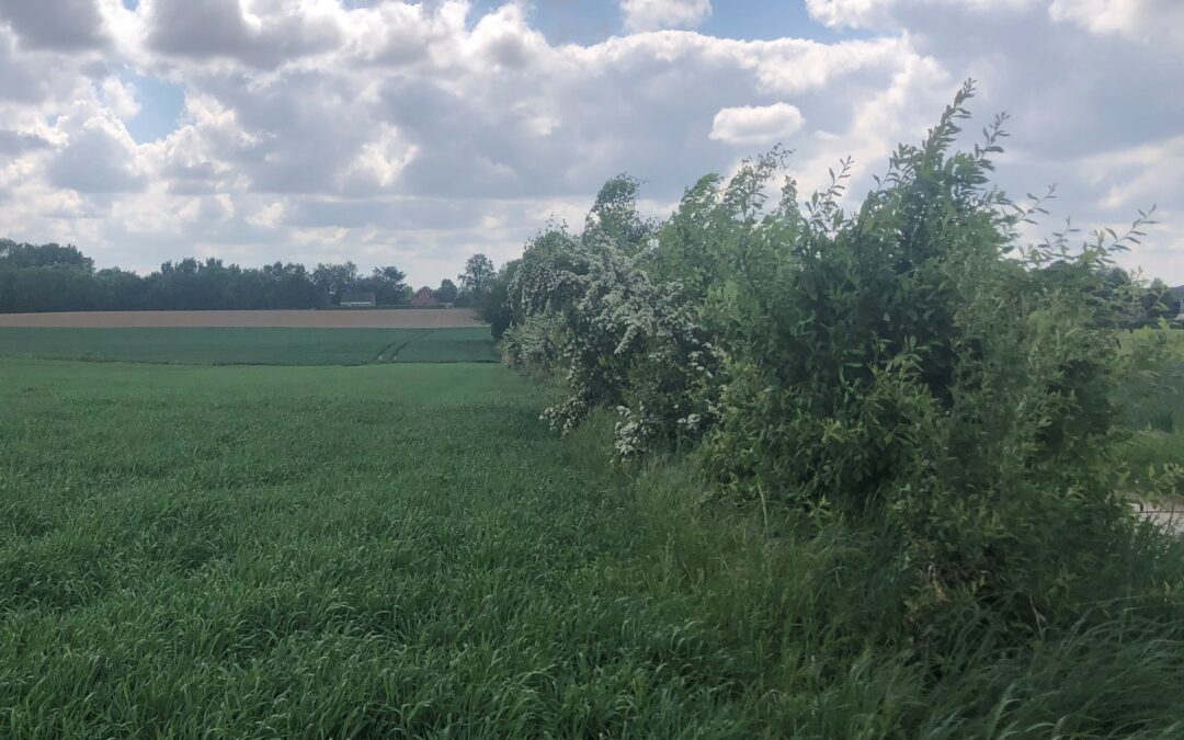 Planter 50 km de haies biomasse en terres agricoles 