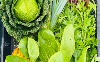 MicroBIO&rsquo;ttes à Frasnes-Lez-Gosselies